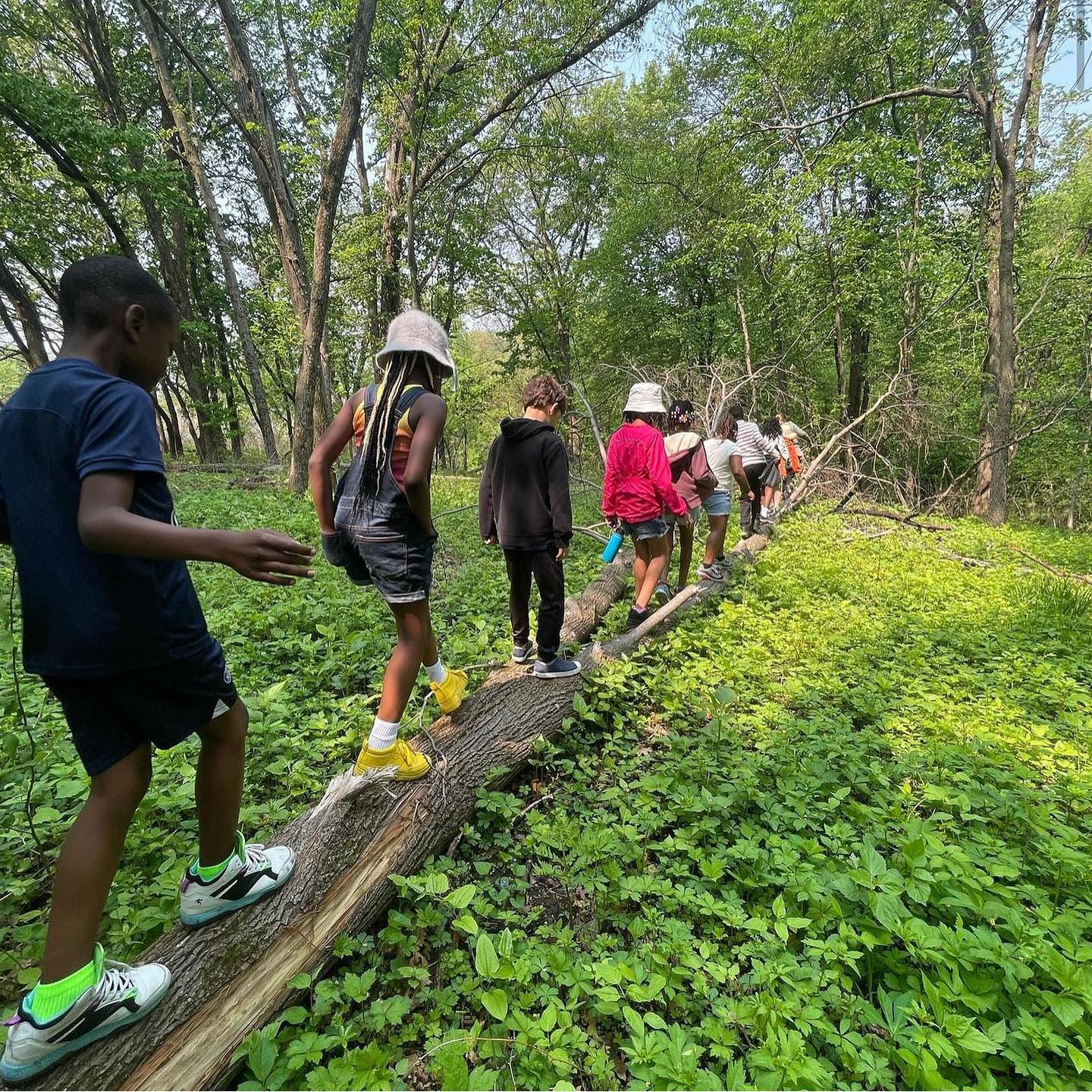 Students balance walk across a fallen tree trunk in the forest.