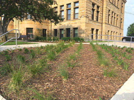 Photo of new plantings in the courthouse lawn