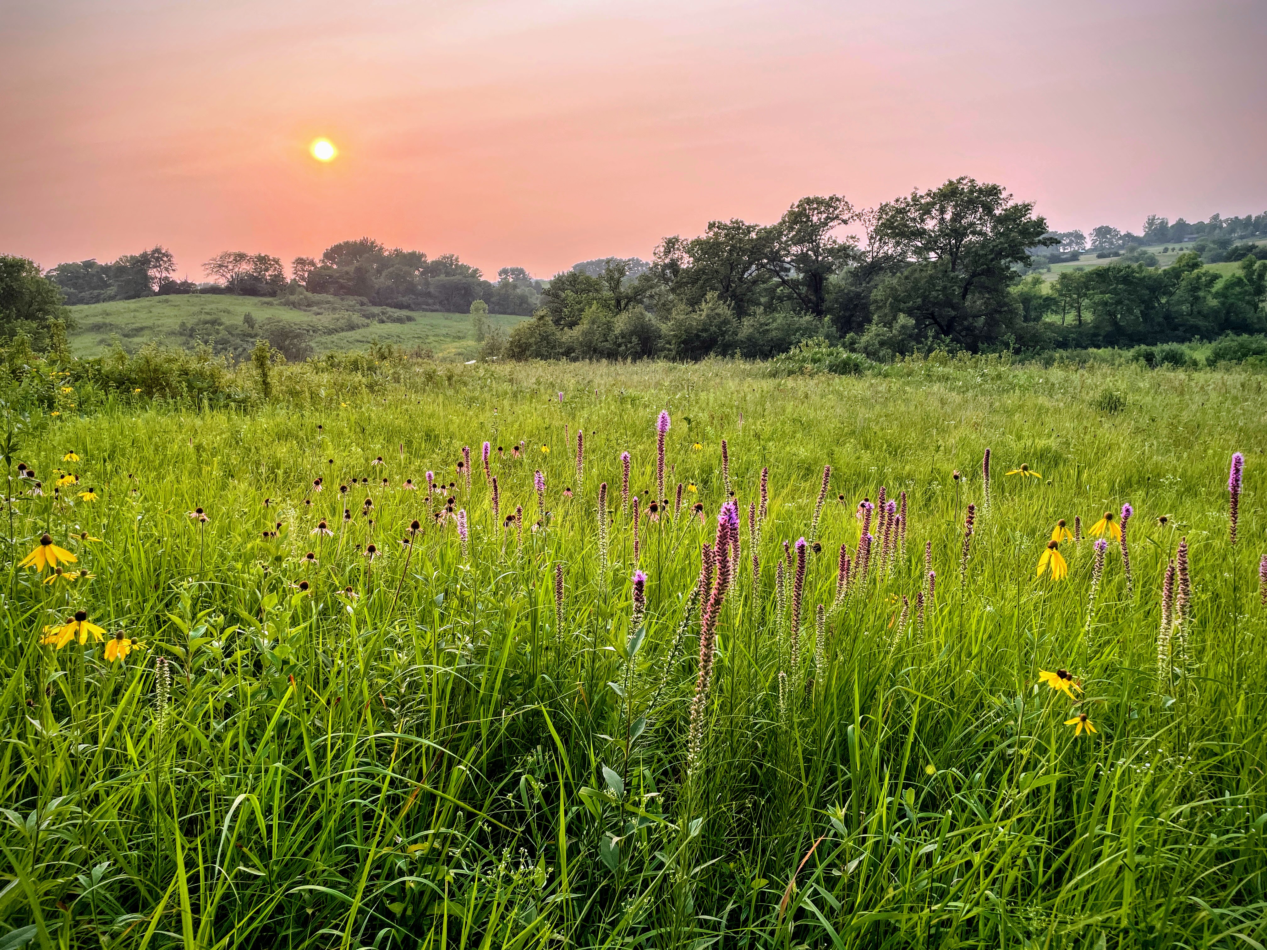 A sun sets in a red-tinted sky over rolling prairie. In the foreground, prairie blazing star, a wildflower with fuzzy pink spikes, stands in full bloom.