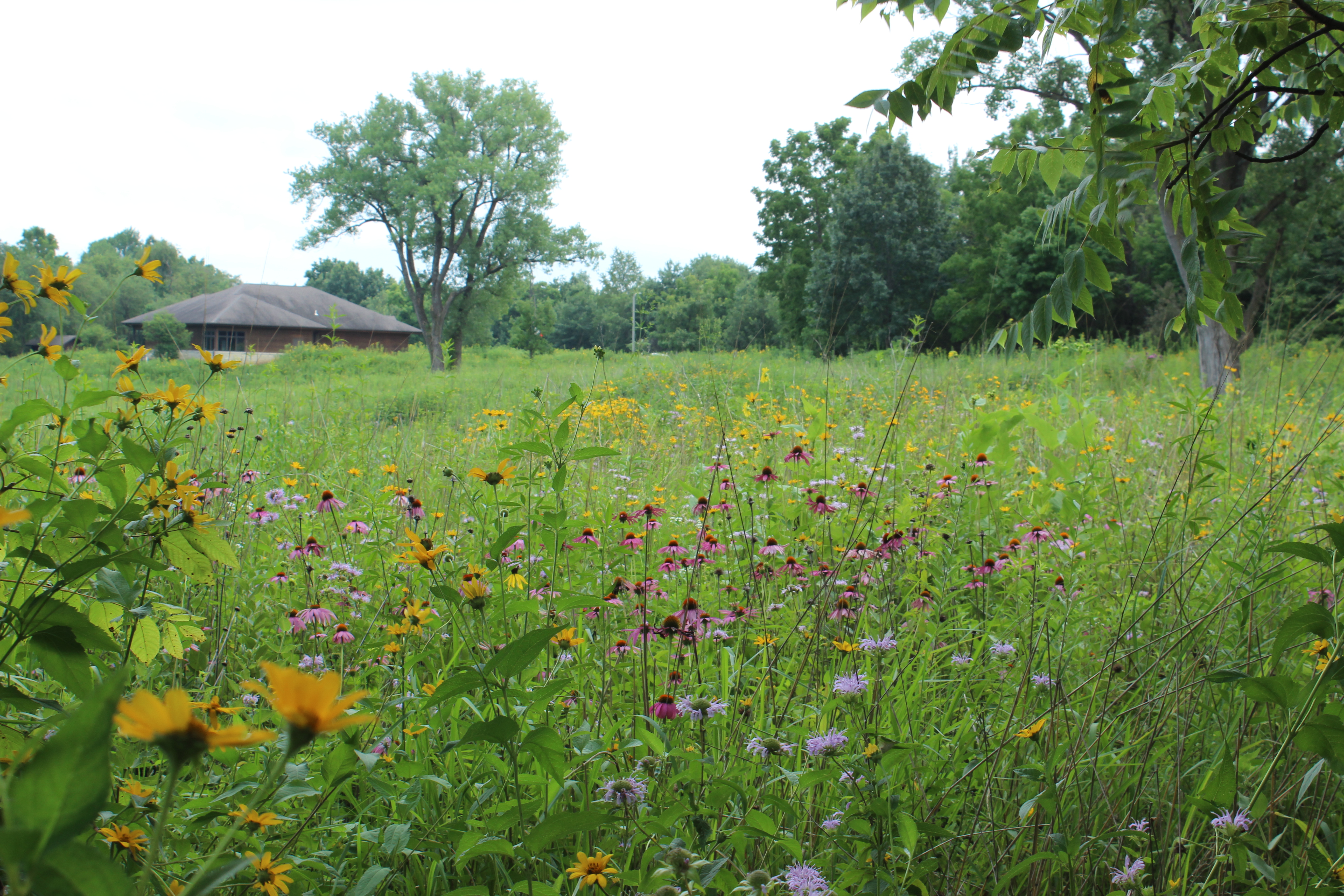 Tallgrass prairie at the Conservation Education Center at F.W. Kent Park.