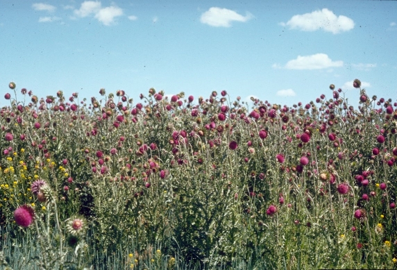 Photo of Musk Thistle
