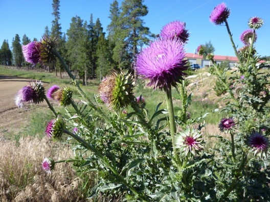 Photo of Musk Thistle