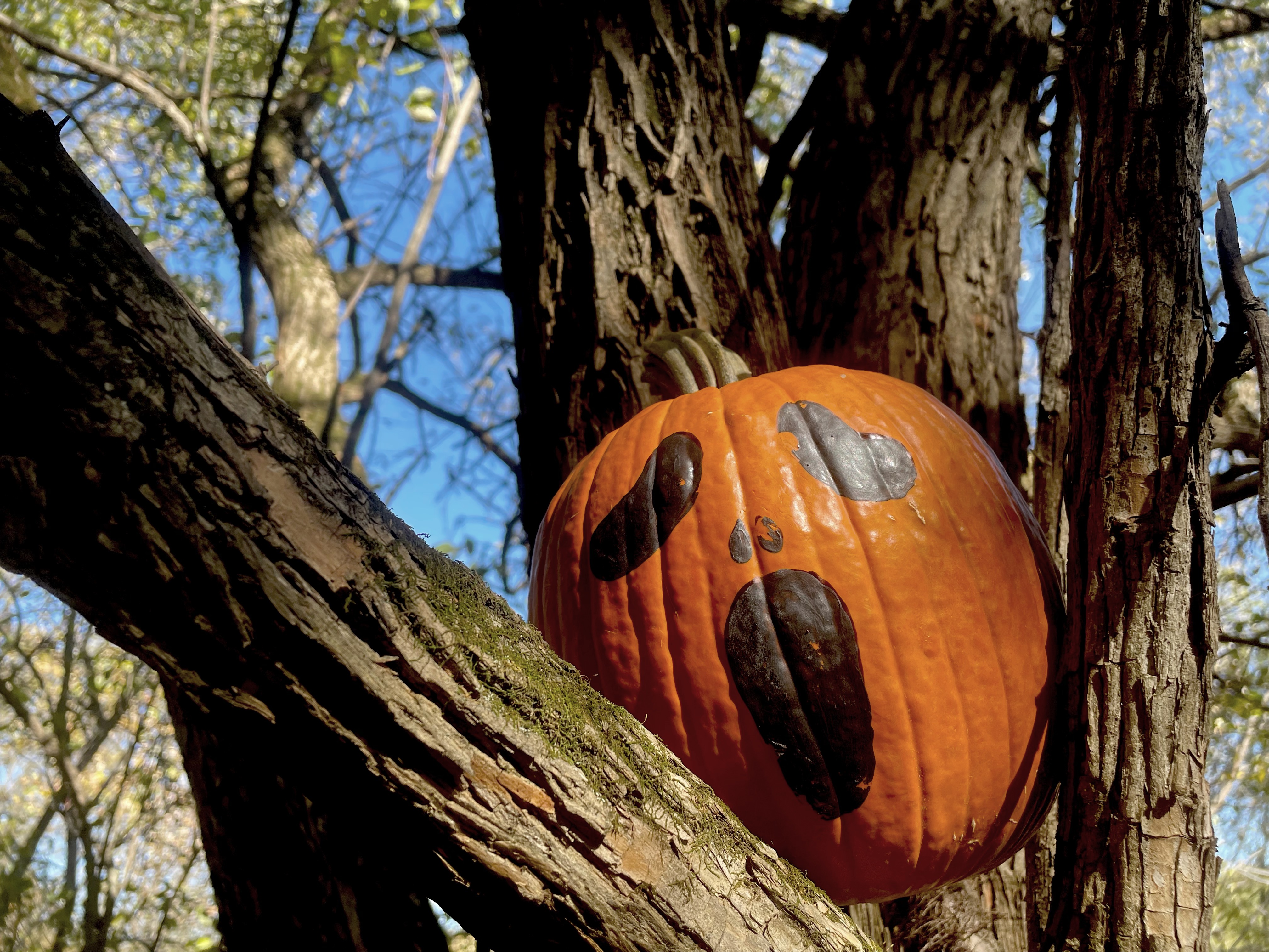 A pumpkin with a screaming expression painted on it is sitting in the fork of tree branches.