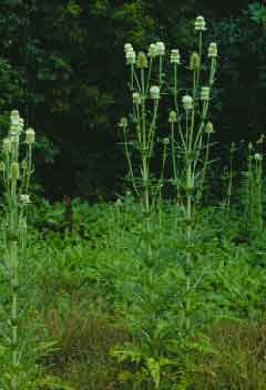 Teasel - Secondary Roads - Johnson County