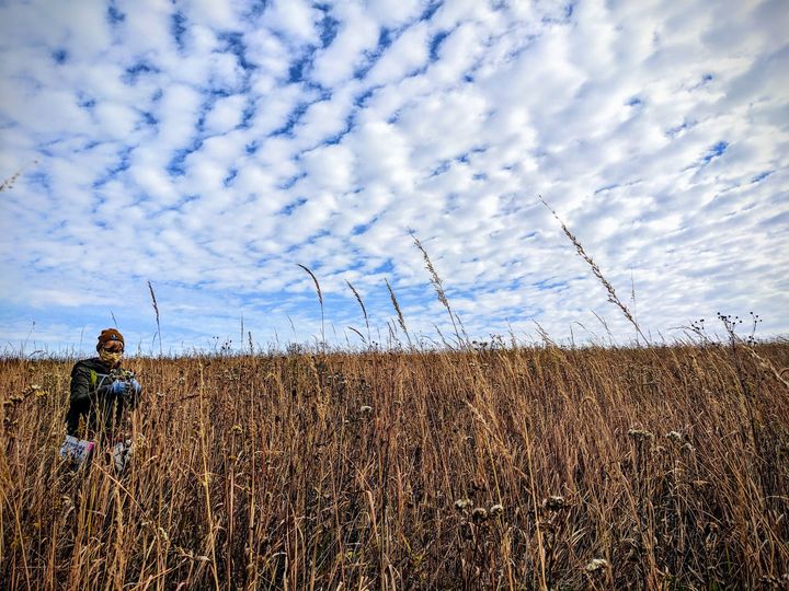 A woman stands alone picking seeds off of plants in a large prairie with blue sky and scattered clouds behind her.