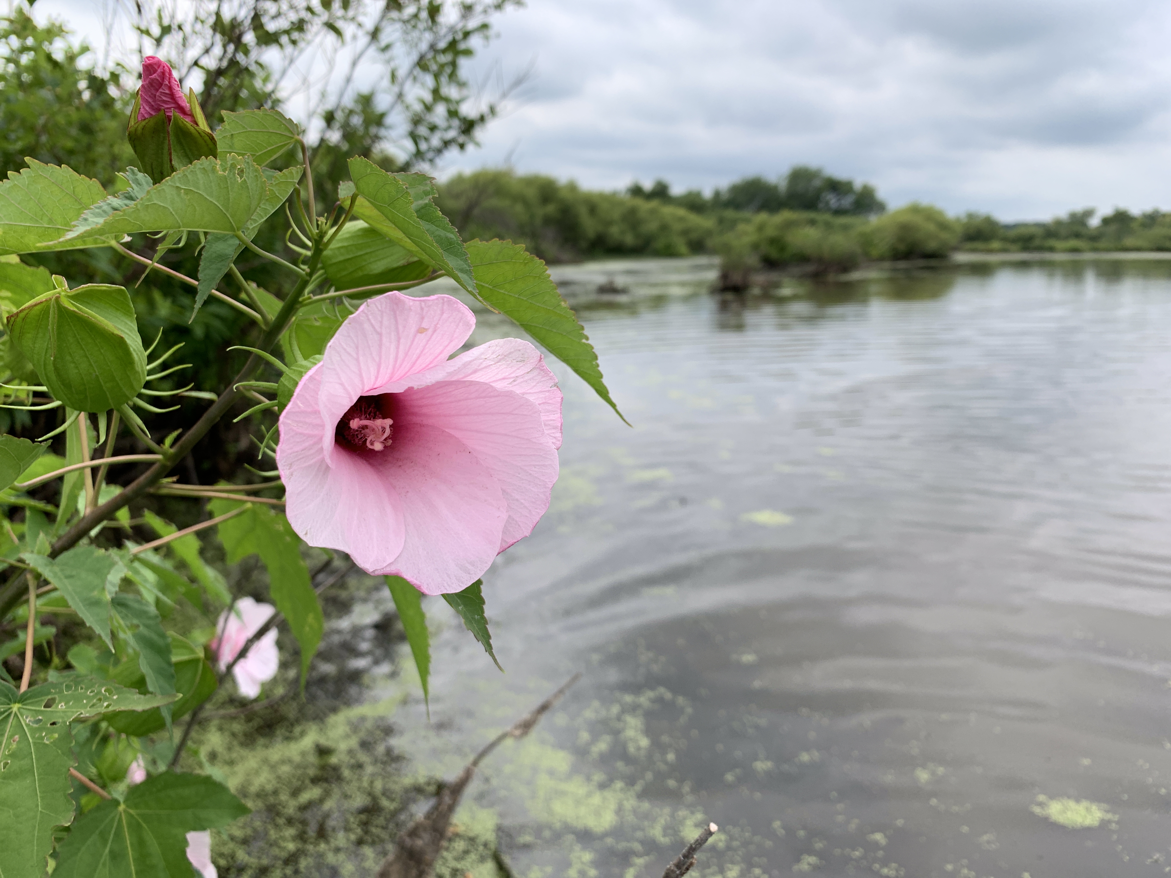 Rose Mallow (Hibiscus moscheutos or Hibiscus palustris) foudn growing in a wetland complex along the Cedar River in northeast Johnson County