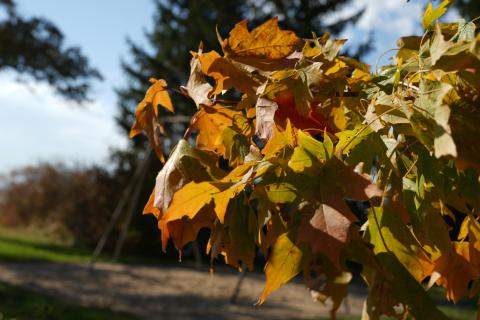 Close-up of autumn leaves in shades of yellow, orange, and brown on a tree branch, brightly lit by sunlight. The background is softly blurred, showing hints of a playground swing set, grass, and tall evergreen trees against a blue sky.