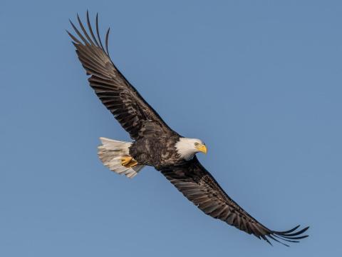 Bald Eagle in flight