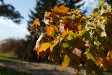 Close-up of autumn leaves in shades of yellow, orange, and brown on a tree branch, brightly lit by sunlight. The background is softly blurred, showing hints of a playground swing set, grass, and tall evergreen trees against a blue sky.